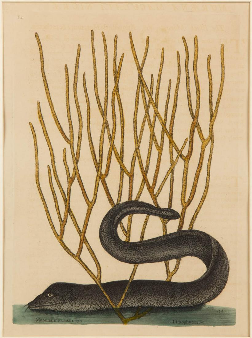 AFTER MARK CATESBY (BRITISH, 1682-1749) NATURAL HISTORY: AFTER MARK CATESBY (BRITISH, 1682-1749) NATURAL HISTORY PRINT, hand-colored engraving on paper, "Muraena maculata nigra / Lithophyton &c", plate "T21" from "The Natural History of Carolina, Florida an