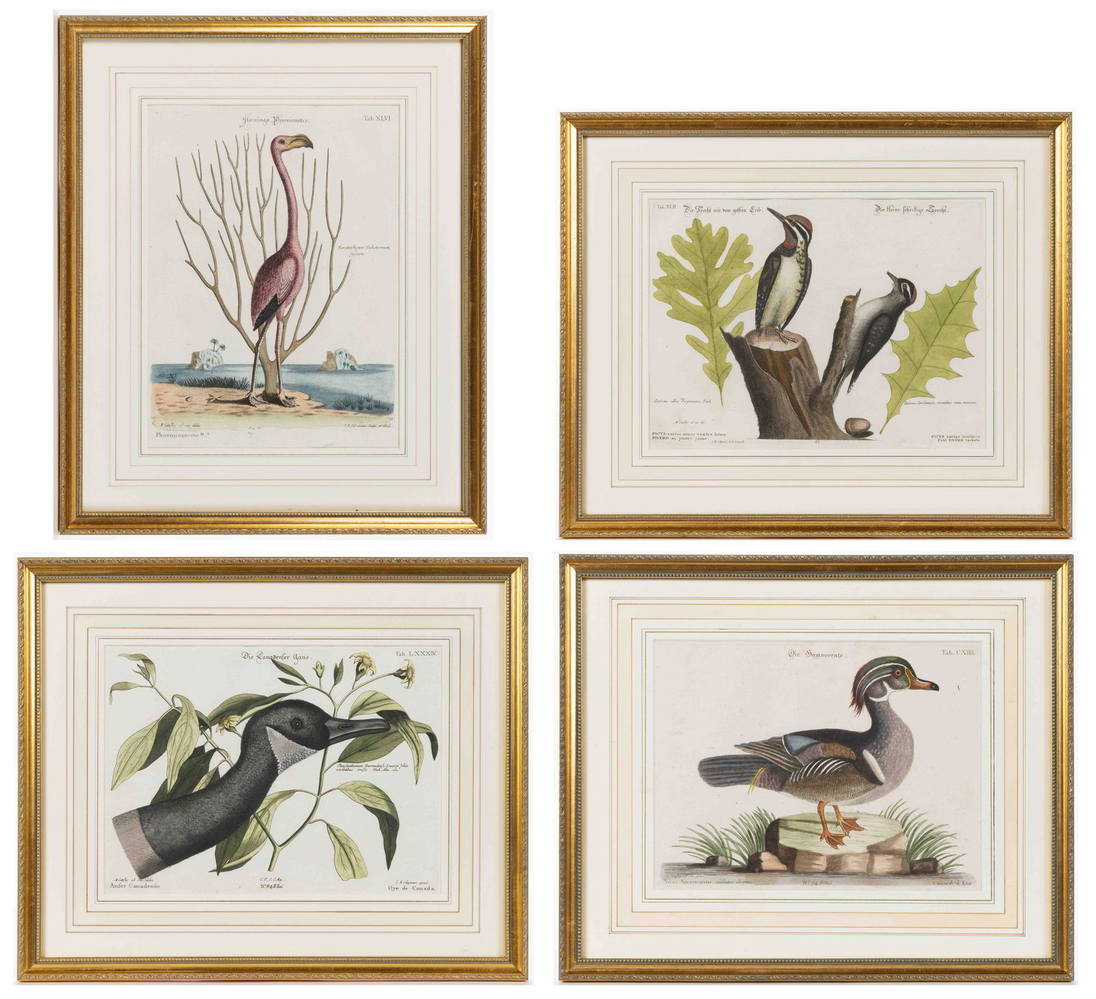AFTER MARK CATESBY (BRITISH, 1682-1749) ORNITHOLOGICAL PRINTS, LOT OF FOUR, hand-colored engraving (1 of 5)