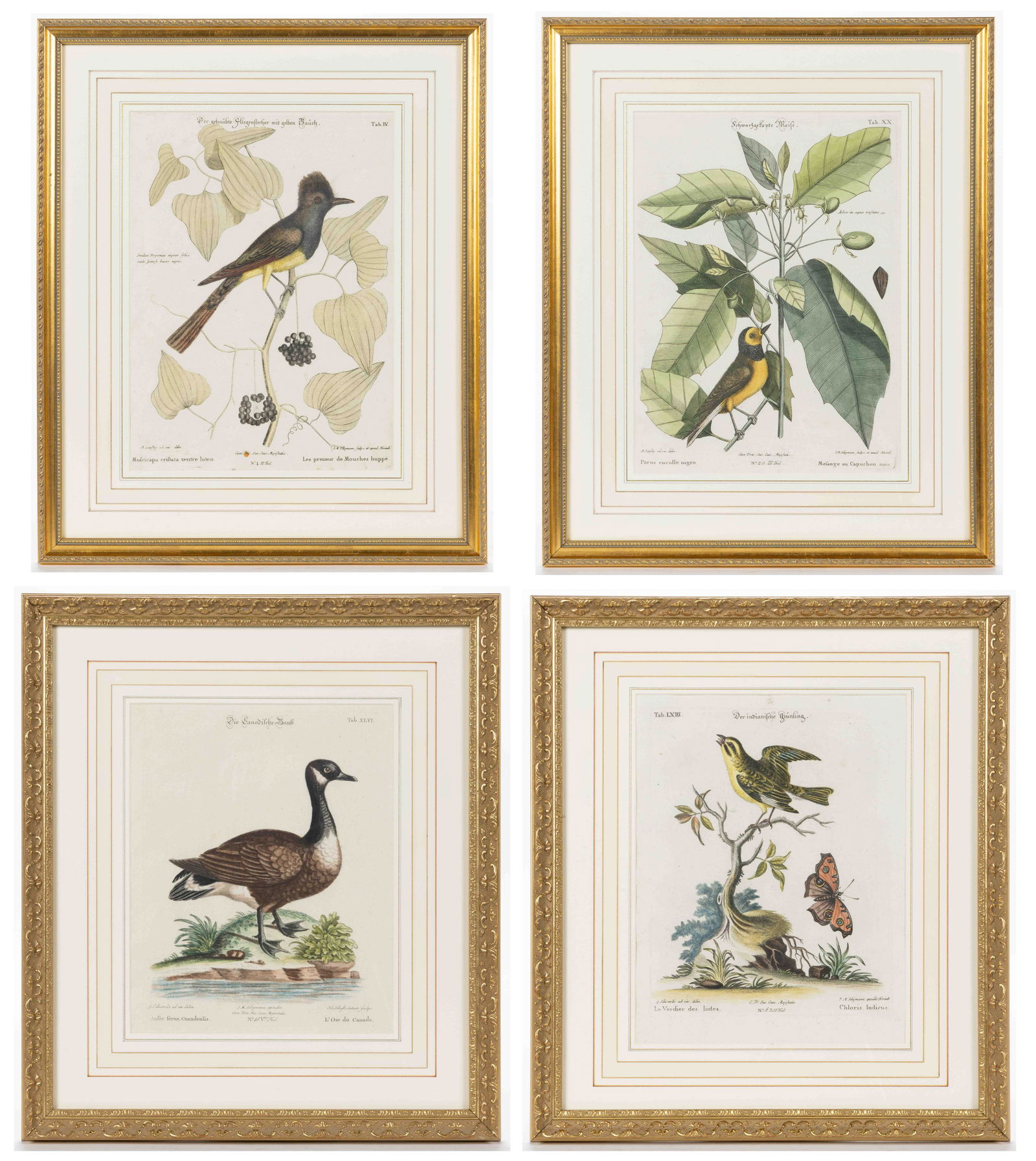 ASSORTED GEORGE EDWARDS AND JOHANN MICHAEL SELIGMANN ORNITHOLOGICAL PRINTS, LOT OF FOUR, (1 of 5)