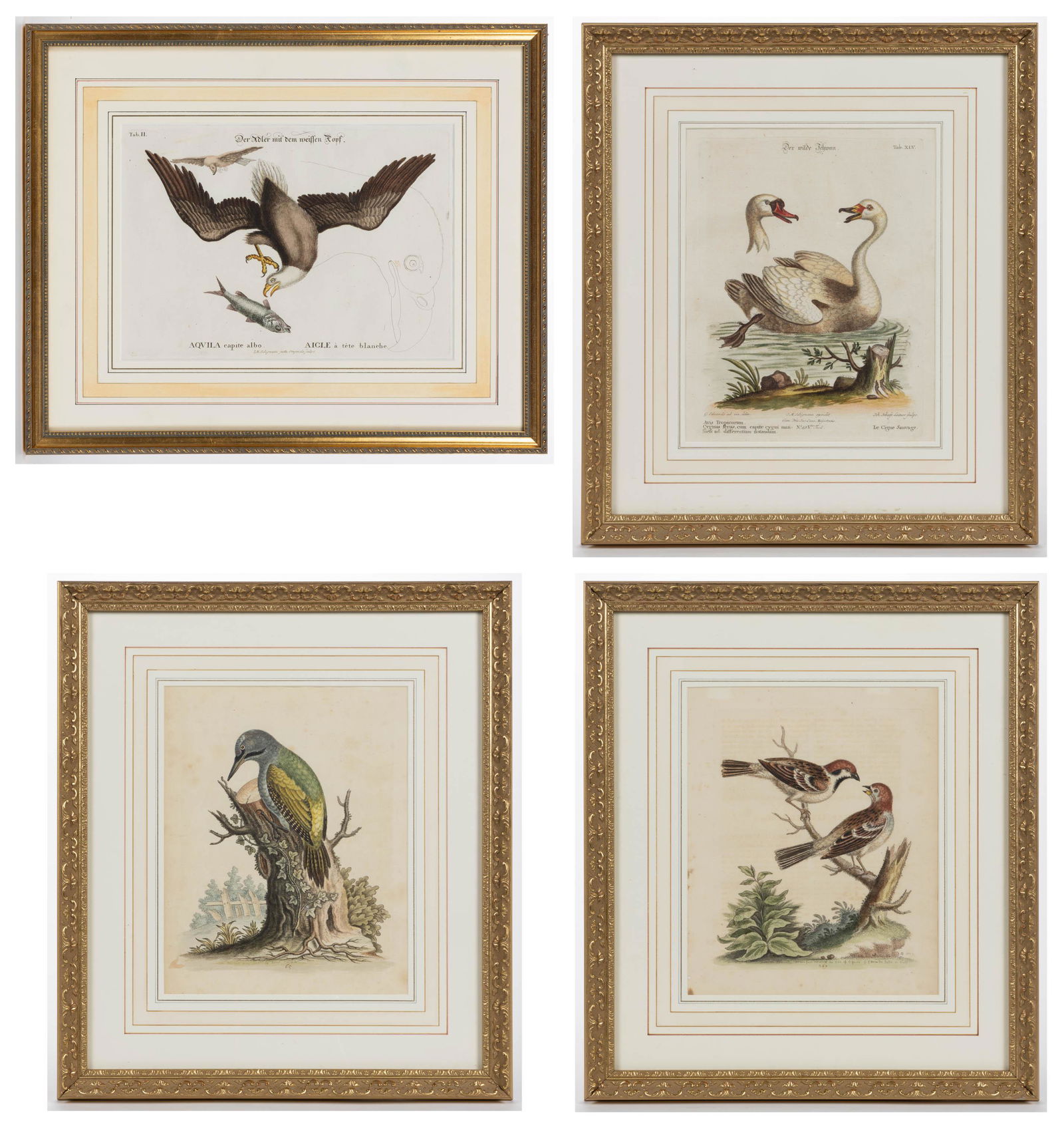 ASSORTED GEORGE EDWARDS AND JOHANN MICHAEL SELIGMANN ORNITHOLOGICAL PRINTS, LOT OF FOUR, (1 of 5)