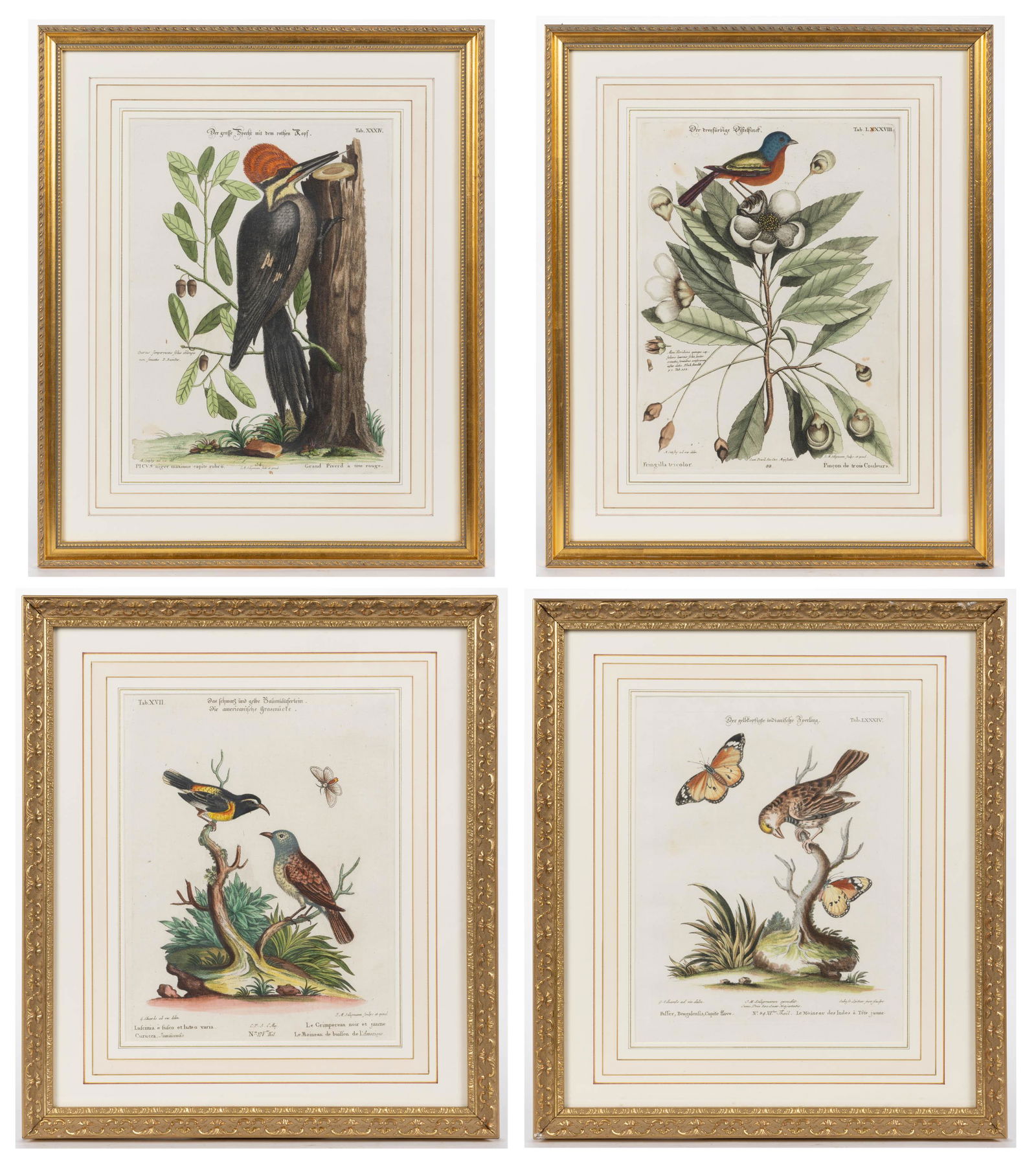 JOHANN MICHAEL SELIGMANN (GERMAN, 1720-1762) ORNITHOLOGICAL PRINTS, LOT FOUR, hand-colored (1 of 5)