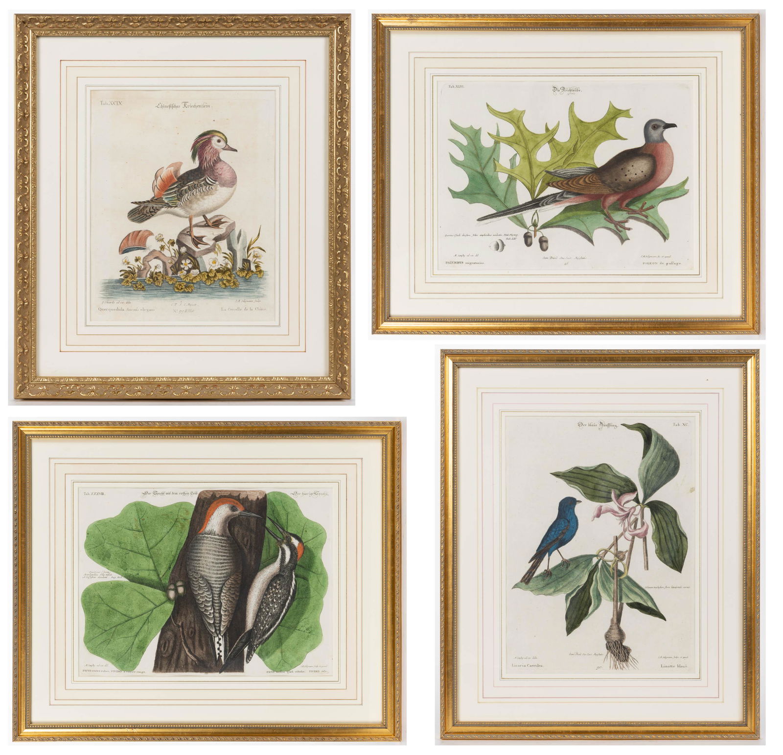 AFTER MARK CATESBY (BRITISH, 1682-1749) ORNITHOLOGICAL PRINTS, LOT OF FOUR, hand-colored engravings (1 of 5)