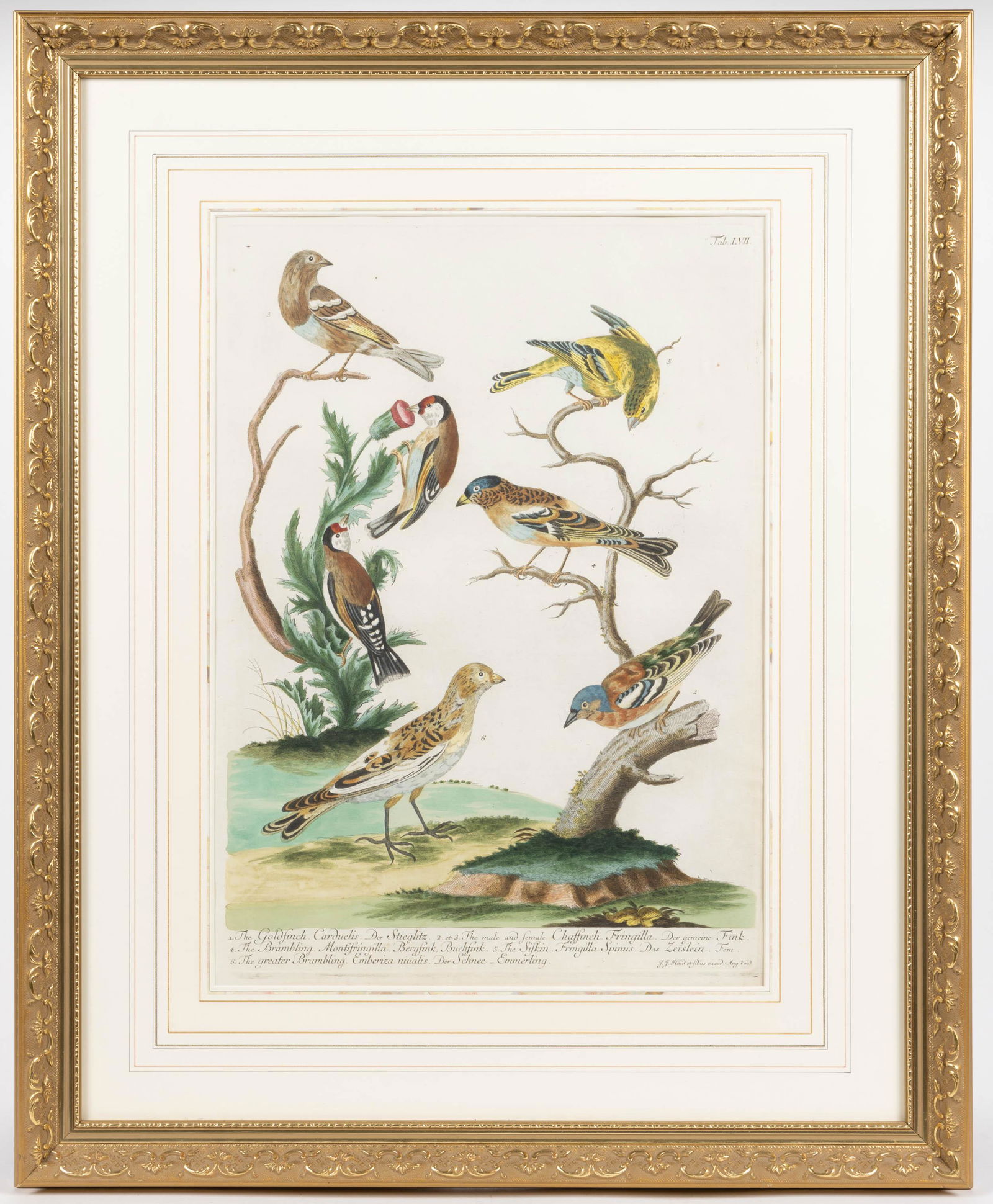 JOHANN JAKOB HAID (GERMAN, 1704-1767) ORNITHOLOGICAL PRINT, hand-colored engraving on paper, (1 of 1)