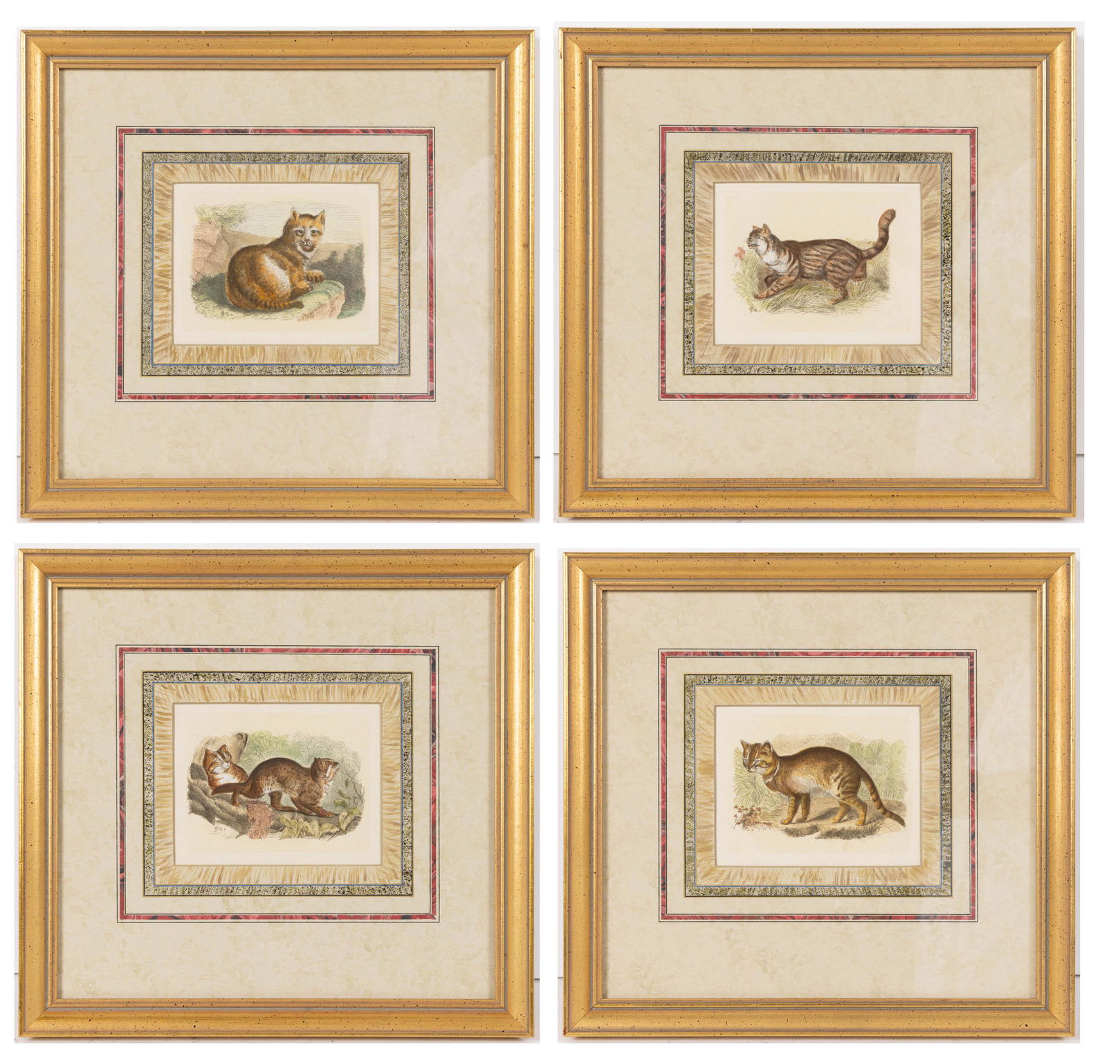 SERIES OF FELINE PRINTS, SET OF FOUR, hand-colored lithographs, each depicting a different wild (1 of 5)