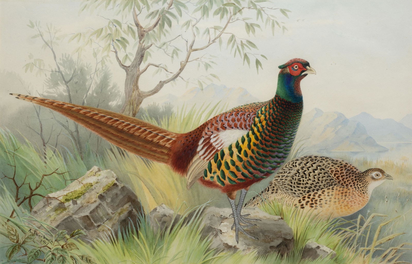 ARCHIBALD THORBURN (SCOTTISH, 1860-1935) SPORTING SCENE OF PHEASANTS (1 of 6)