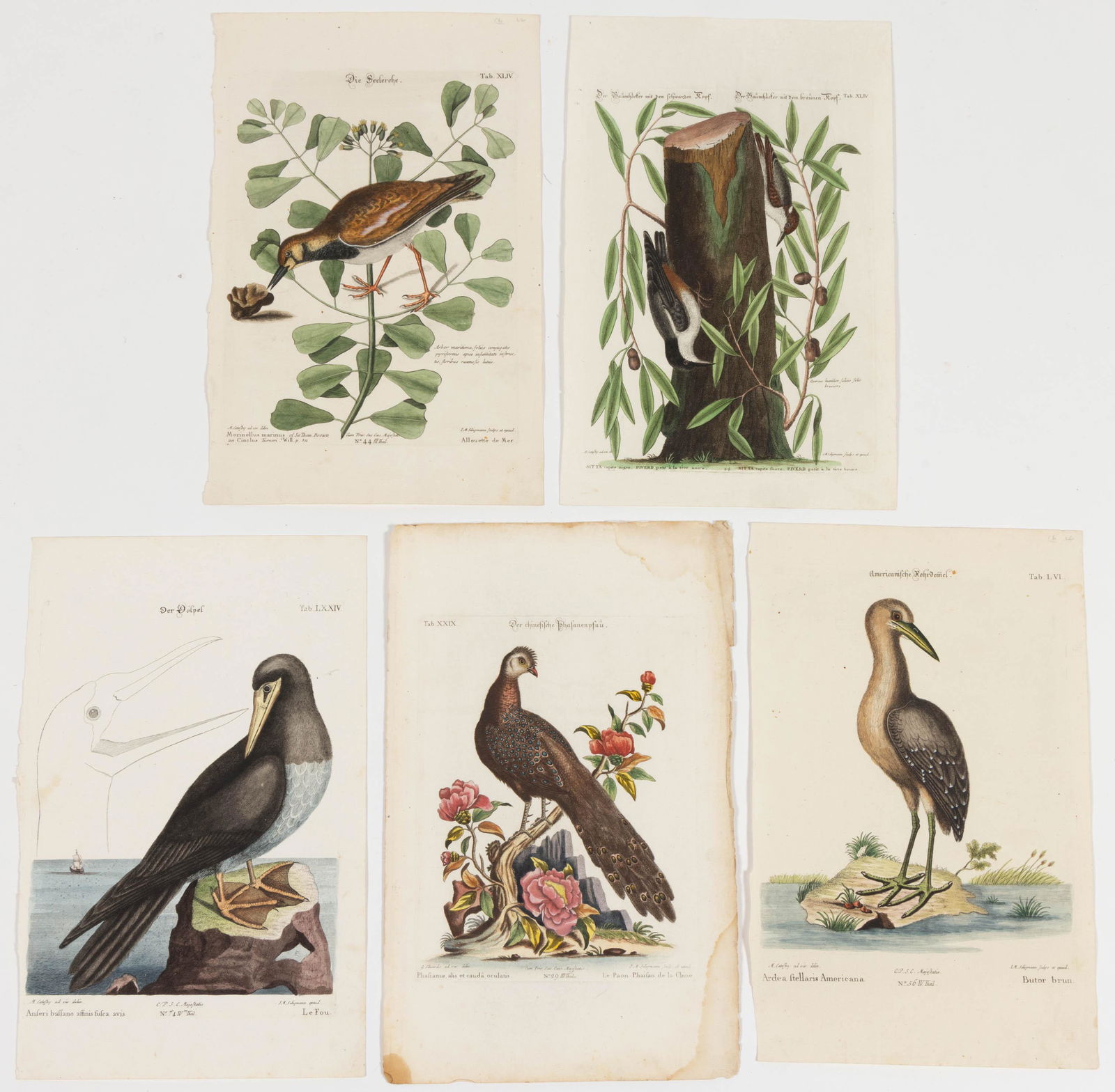 ASSORTED ORNITHOLOGICAL PRINTS, LOT OF FIVE: ASSORTED ORNITHOLOGICAL PRINTS, LOT OF FIVE, hand-colored engravings on paper, comprising four after Mark Catesby / Johann Michael Seligmann, including the Booby "Anseri bassano affinis fusca avi