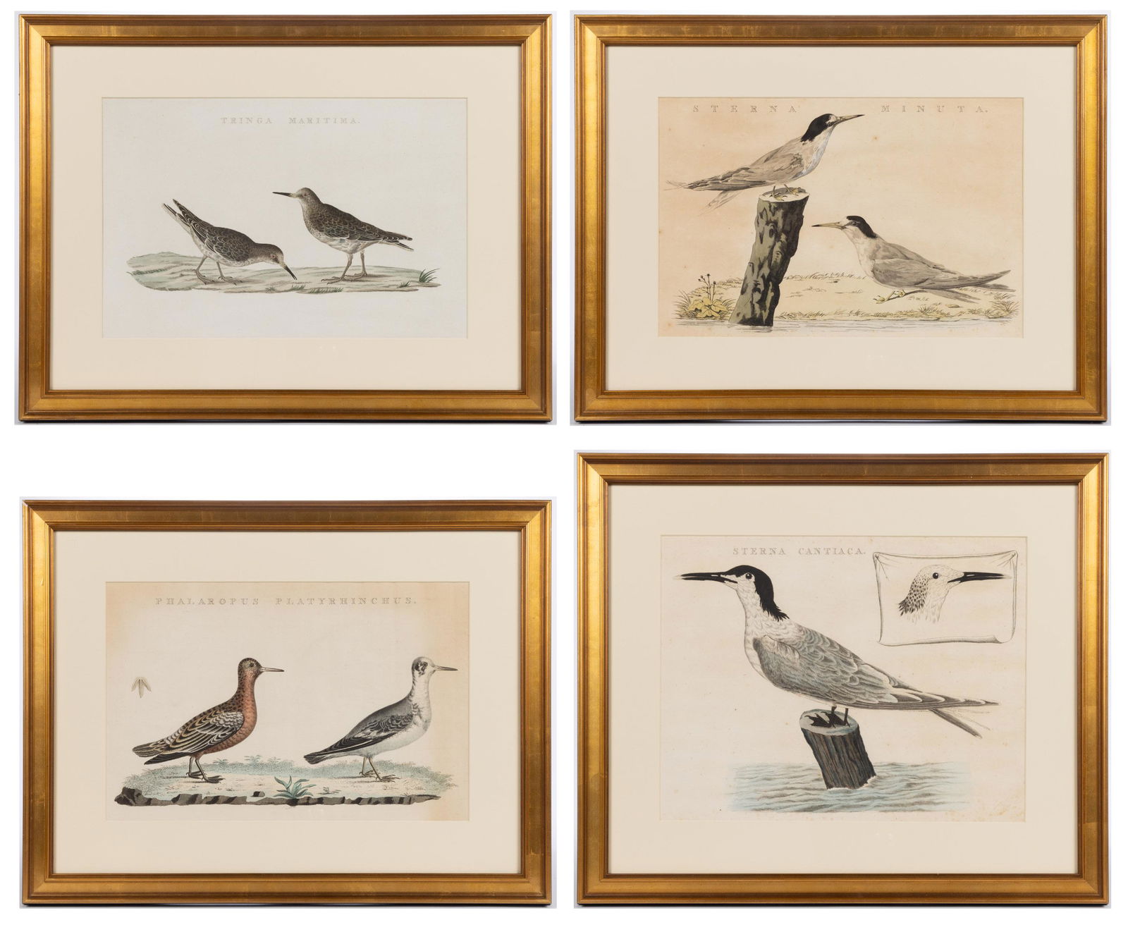 CORNELIUS NOZEMAN / CHRISTIAAN SEPP (DUTCH) ORNITHOLOGICAL PRINTS, LOT OF FOUR (1 of 5)