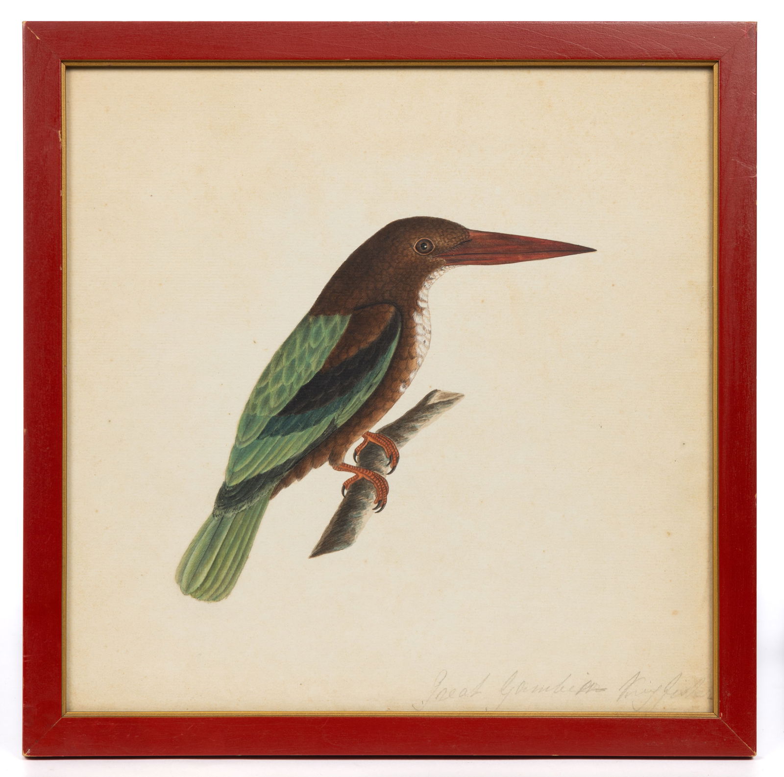 SCHOOL OF MARK CATESBY (BRITISH, 1683-1749) ORNITHOLOGY DRAWING: SCHOOL OF MARK CATESBY (BRITISH, 1683-1749) ORNITHOLOGY DRAWING, watercolor, gouache, and pen on laid paper, depicting a brightly colored white-throated Kingfisher on a branch fragment, penciled title