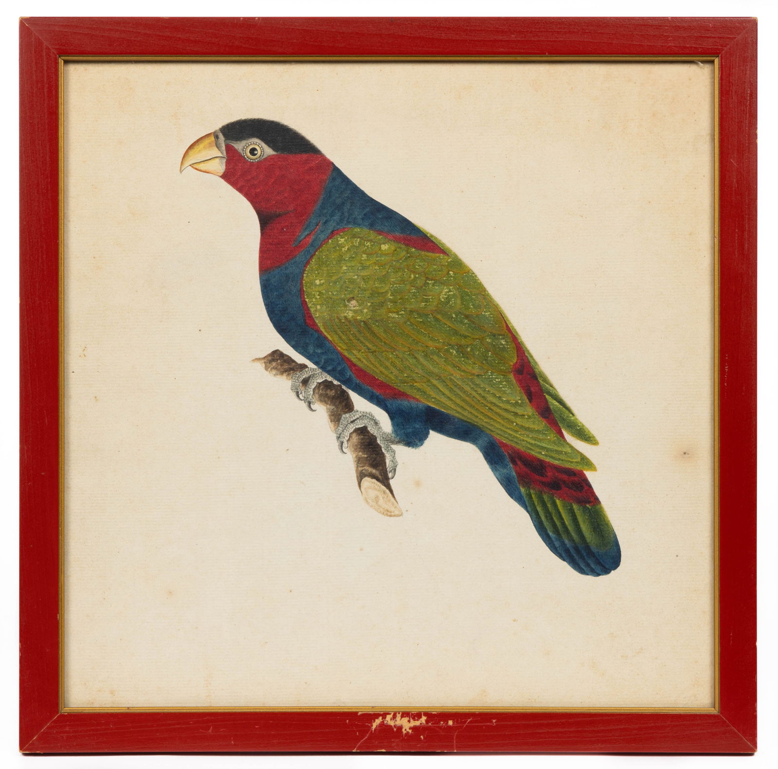 SCHOOL OF MARK CATESBY (BRITISH, 1683-1749) ORNITHOLOGY DRAWING: SCHOOL OF MARK CATESBY (BRITISH, 1683-1749) ORNITHOLOGY DRAWING, watercolor, gouache, and pen on laid paper, depicting a brightly colored parrot on a branch fragment, no signature located. Housed