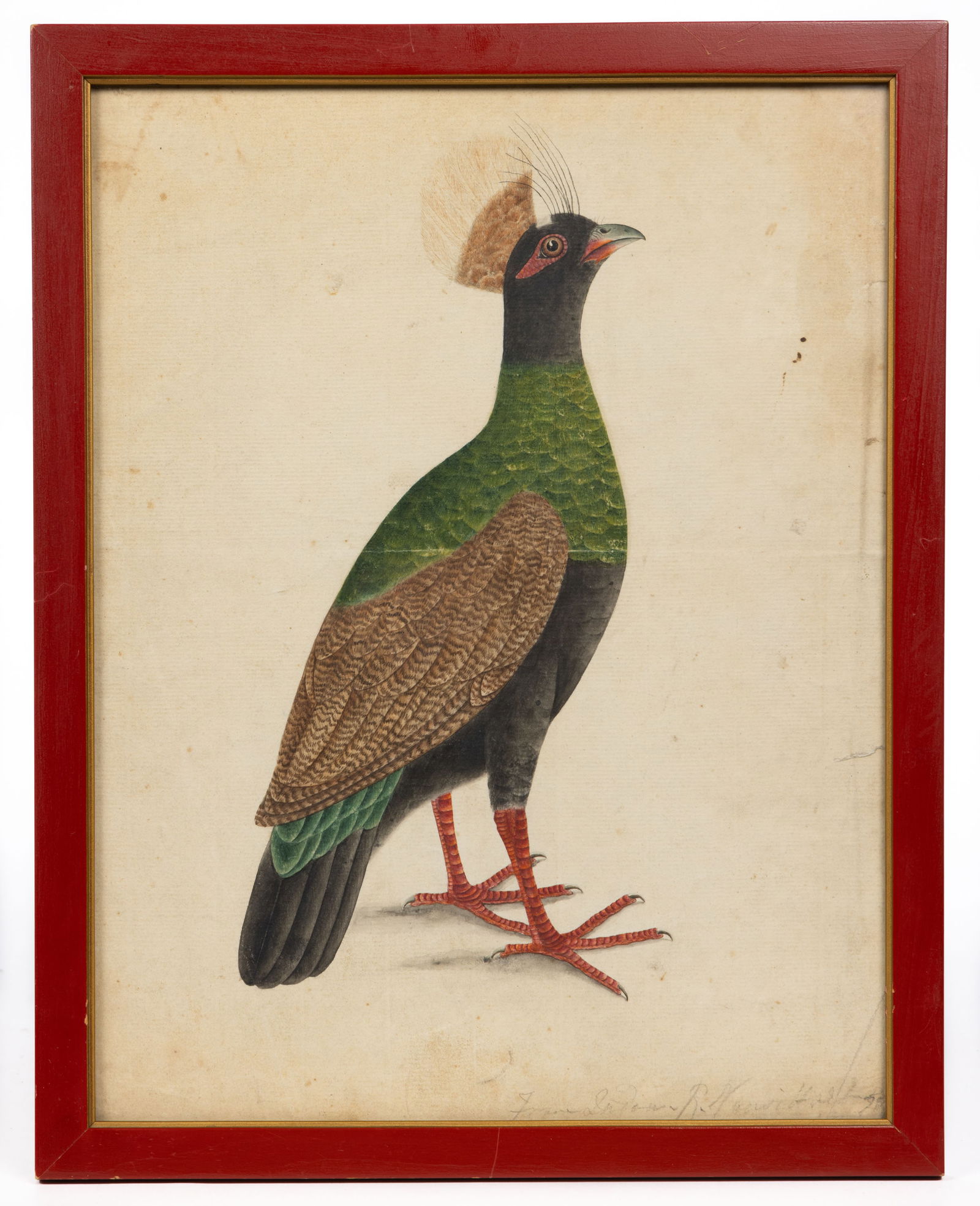 SCHOOL OF MARK CATESBY (BRITISH, 1683-1749) ORNITHOLOGY DRAWING: SCHOOL OF MARK CATESBY (BRITISH, 1683-1749) ORNITHOLOGY DRAWING, watercolor, gouache, and pen on laid paper, depicting a brightly colored peahen, illegible penciled title bottom right, no signature lo