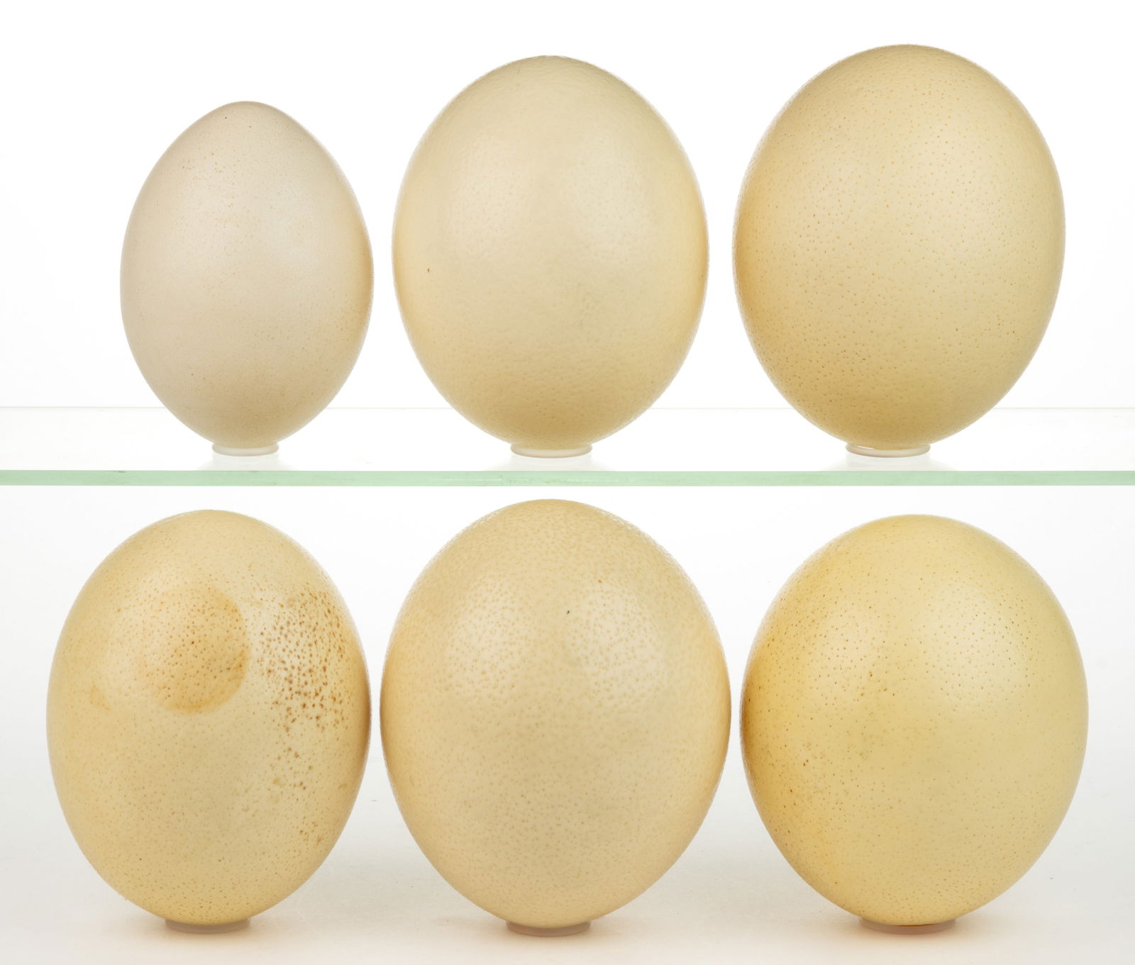 OSTRICH EGGS, LOT OF FIVE (1 of 1)