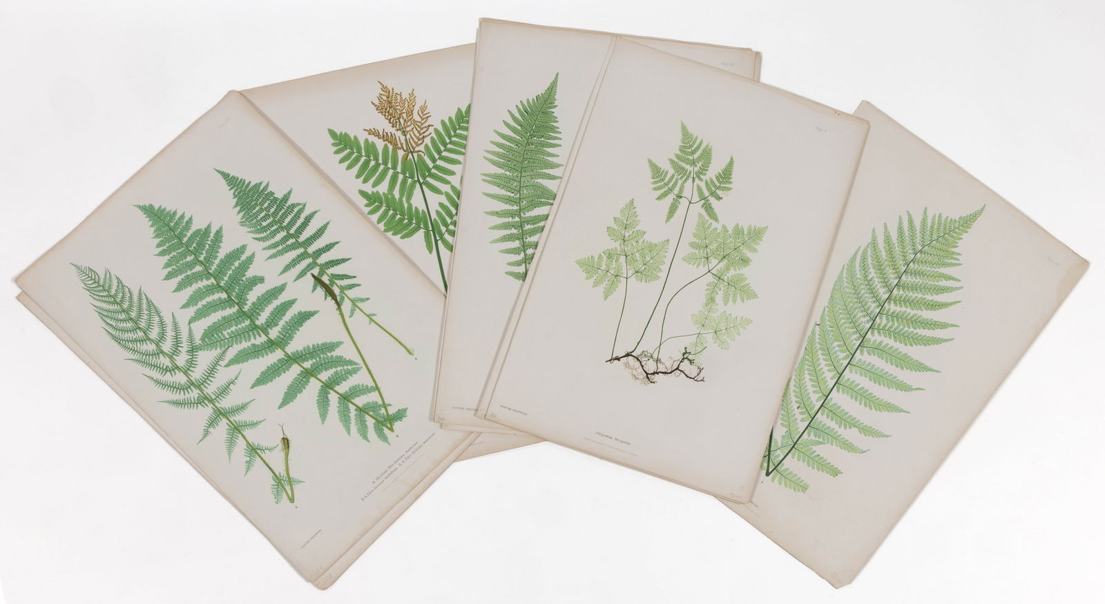 THOMAS MOORE (BRITISH, 1821-1887) LARGE-SIZED BOTANICAL "NATURE PRINTED" ENGRAVINGS, LOT OF TEN (1 of 5)