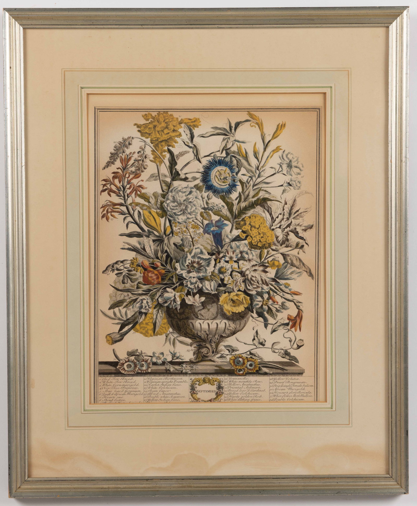 AFTER ROBERT FURBER (BRITISH, 1674-1756) HAND-COLORED BOTANICAL ENGRAVING (1 of 2)