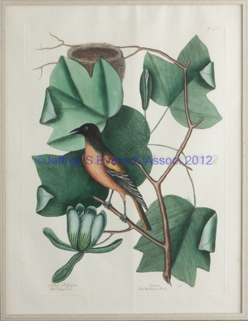 AFTER MARK CATESBY (BRITISH, 1679-1749) ORNITHOGI: AFTER MARK CATESBY (BRITISH, 1679-1749) ORNITHOGICAL PRINT, hand-colored engraving on paper, "Icterus… / The Baltimore Bird" in "Arbor Tulipifera… / The Tulip Tree", plate "T. 48" from "The Natura