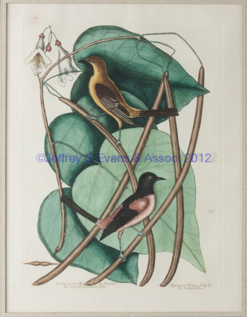 AFTER MARK CATESBY (BRITISH, 1679-1749) ORNITHOGI: AFTER MARK CATESBY (BRITISH, 1679-1749) ORNITHOGICAL PRINT, hand-colored engraving on paper, "Icterus minor Mas. & Femina… / The basterd Baltimore Bird" in "Bignonia Urueu folys &c. / The Catalpah T