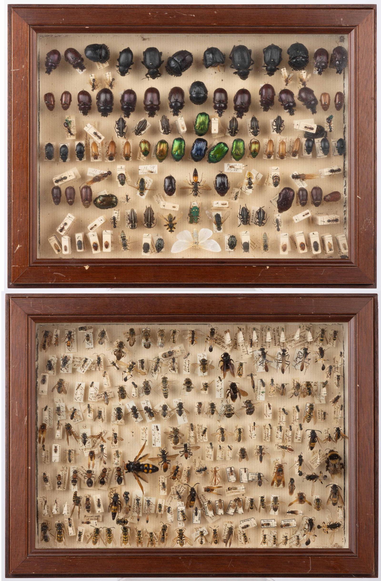 HYMENOPTERA / COLEOPTERA SHADOW-BOX FRAMED INSECT SPECIMENS, LOT OF TWO (1 of 3)