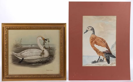 EUROPEAN SCHOOL (20TH CENTURY) ORNITHOLOGICAL PAINTINGS, LOT OF TWO