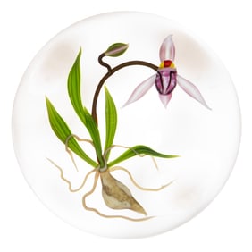 CHRIS BUZZINI (AMERICAN, B. 1949) LADY SLIPPER LAMPWORK STUDIO ART GLASS PAPERWEIGHT