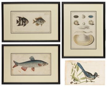 AFTER CATESBY AND OTHER ORNITHOLOGICAL AND PISCINE ENGRAVINGS, LOT OF FOUR