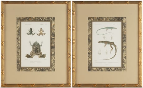 BARON GEORGES CUVIER (FRENCH, 1769-1832) FROG / LIZARD ENGRAVINGS, LOT OF TWO