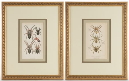 BARON GEORGES CUVIER (FRENCH, 1769-1832) ARACHNID ENGRAVINGS, LOT OF TWO