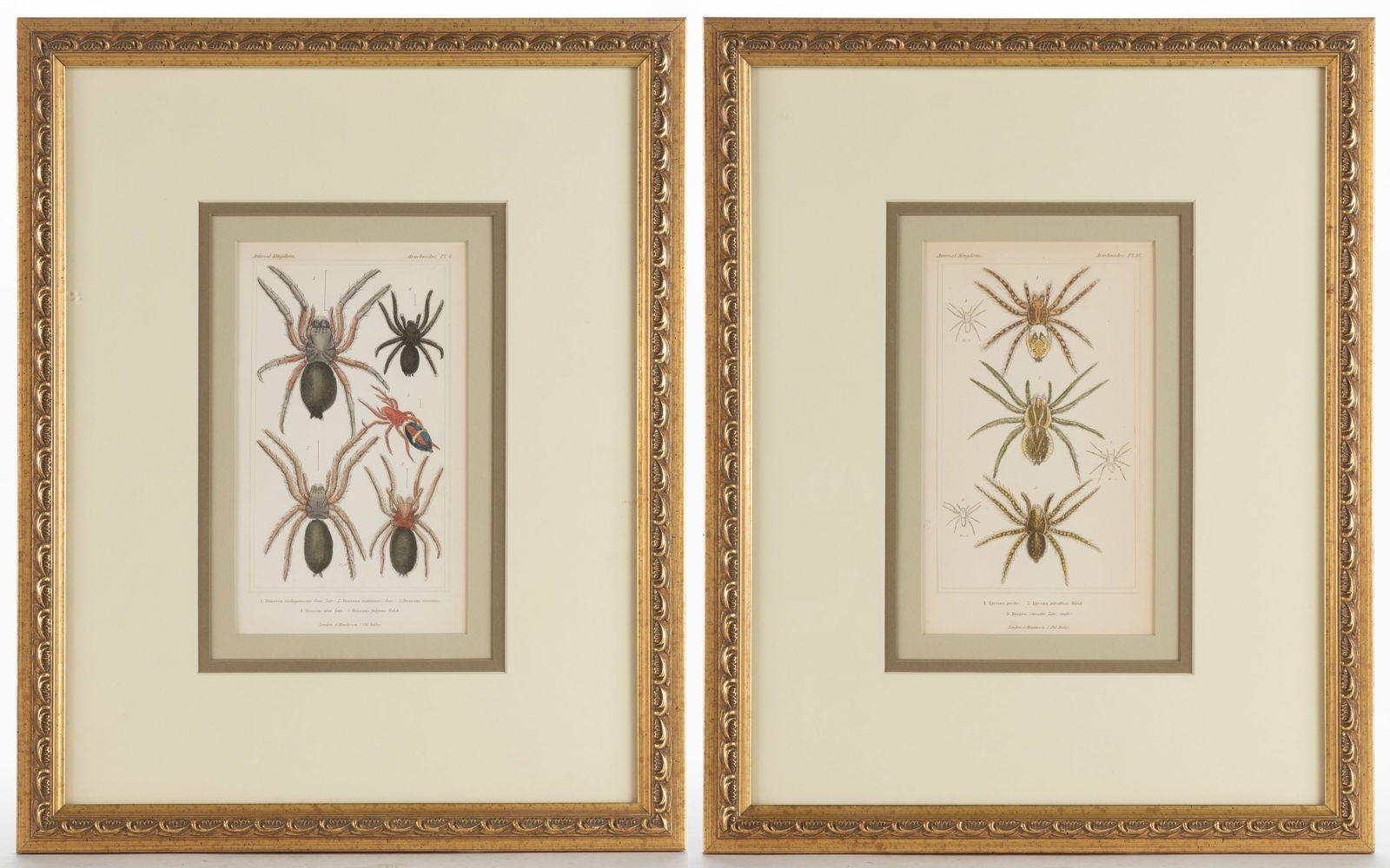 BARON GEORGES CUVIER (FRENCH, 1769-1832) ARACHNID ENGRAVINGS, LOT OF TWO (1 of 5)