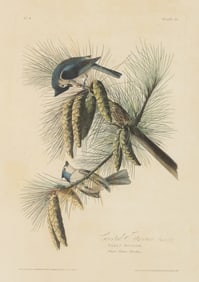 JOHN JAMES AUDUBON (AMERICAN, 1785-1851) "CRESTED TITMOUSE" ORNITHOLOGICAL PRINT