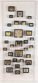 LEPIDOPTERA / BUTTERFLY AND MOTH FRAMED INSECT SPECIMEN PANEL