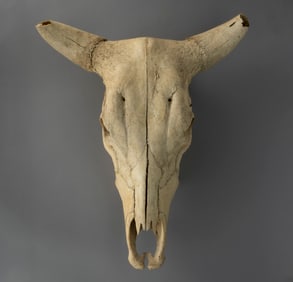 AMERICAN SUN-BLEACHED BULL'S / COW'S SKULL