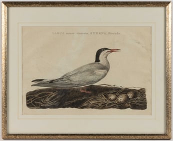 CORNELIUS NOZEMAN / CHRISTIAAN SEPP (DUTCH) ORNITHOLOGICAL PRINT