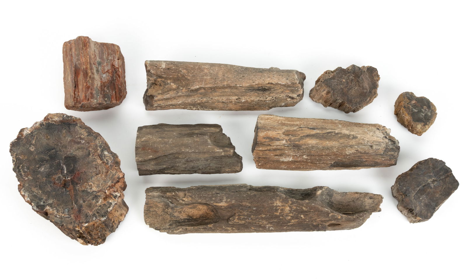 ASSORTED PETRIFIED WOOD SPECIMENS, LOT OF NINE (1 of 1)