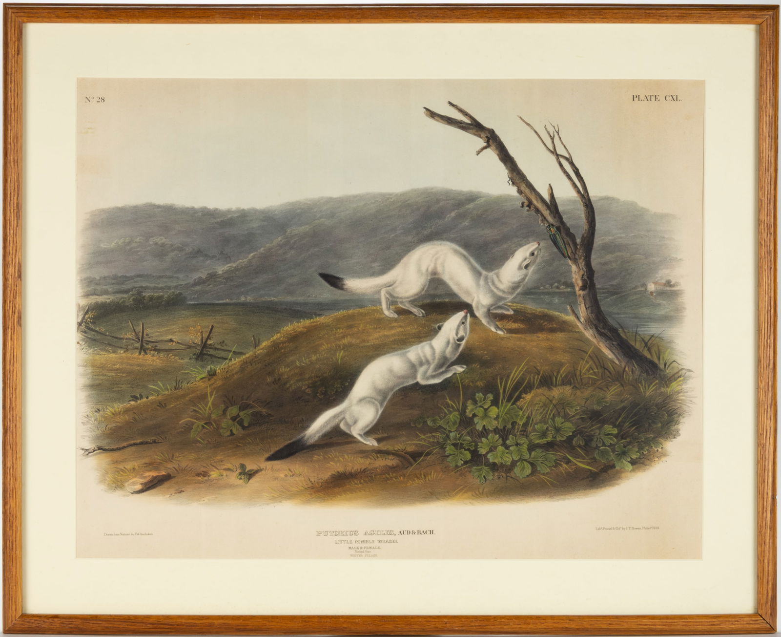 JOHN WOODHOUSE AUDUBON (AMERICAN, 1812-1862) "LITTLE NIMBLE WEASEL" MAMMALOGICAL PRINT (1 of 3)