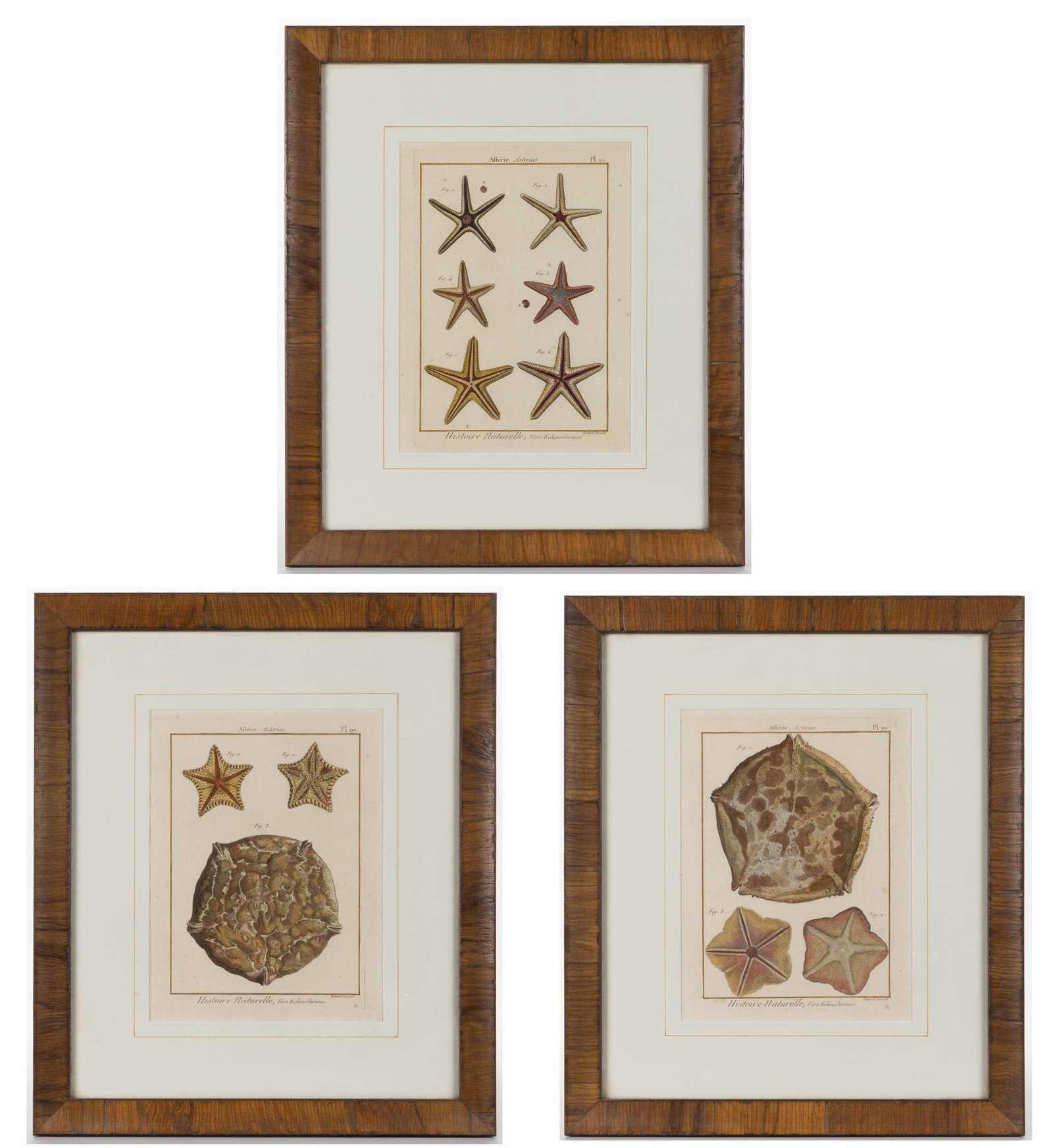 ASSORTED BENARD DIREXIT "HISTOIRE NATURELLE" SEA LIFE COLORED COPPER ENGRAVINGS, SET OF THREE (1 of 4)
