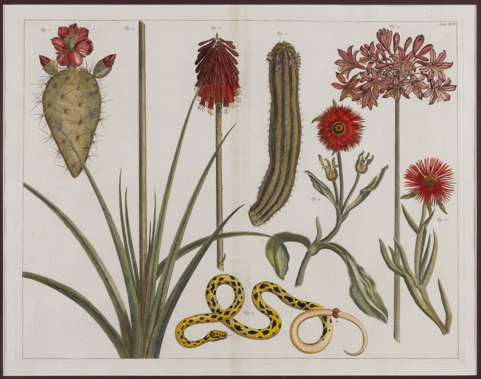 ALBERTUS SEBA (DUTCH, 1665-1736) BOTANICAL "CACTI INDIAN FIG OPUNTIA" ENGRAVING (1 of 3)