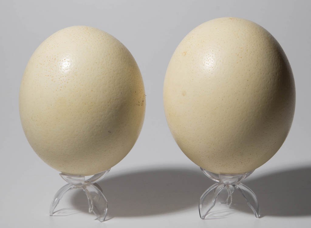 OSTRICH EGGS LOT OF TWO: OSTRICH EGGS LOT OF TWO, on clear Lucite stands. Each approximately 5 1/2" H.