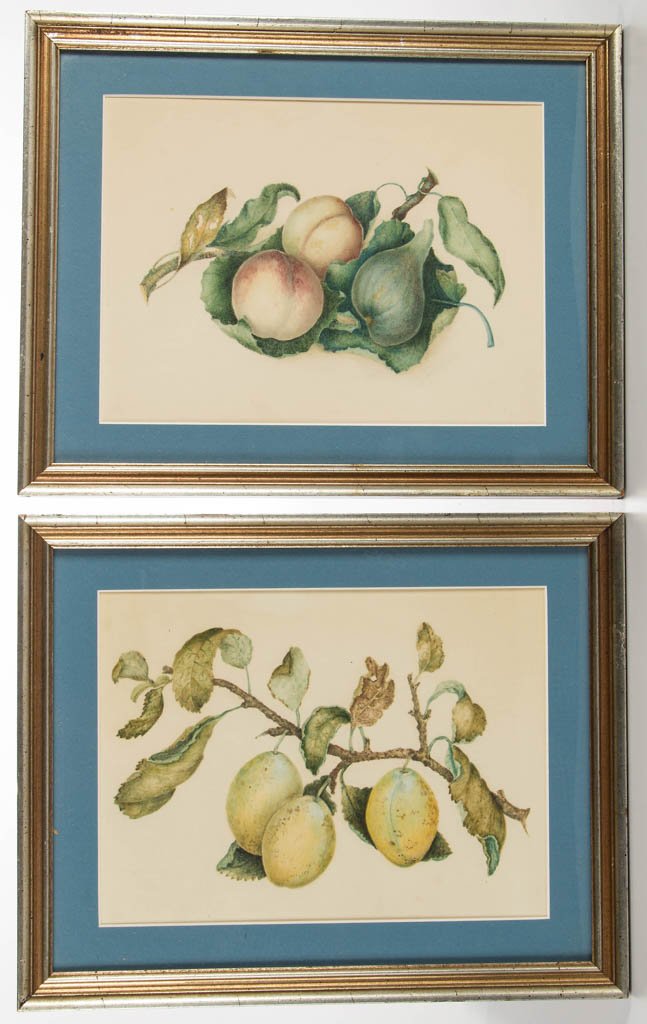 GROUP OF AMERICAN OR BRITISH SCHOOL (20TH CENTURY): GROUP OF AMERICAN OR BRITISH SCHOOL (20TH CENTURY) BOTANICAL DRAWINGS, LOT OF FOUR, watercolor on paper laid down on board, each depicting a different fruit, beautifully executed. Signed under matte i