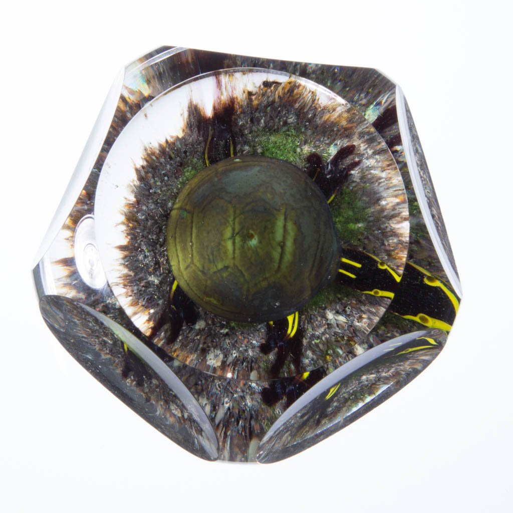 RICK AYOTTE TURTLE STUDIO ART GLASS PAPERWEIGHT (1 of 1)