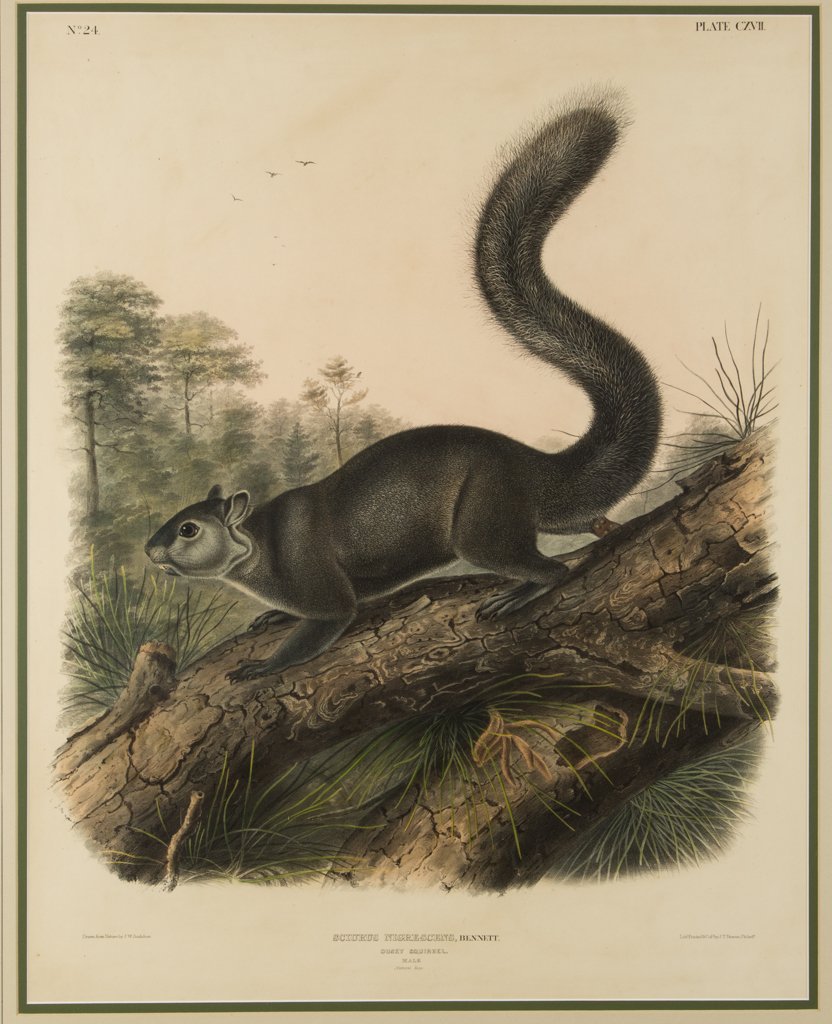 AFTER JOHN JAMES AUDUBON (AMERICAN, 1785-1851) "DUSKY: AFTER JOHN JAMES AUDUBON (AMERICAN, 1785-1851) "DUSKY SQUIRREL" PRINT, hand-colored lithograph on paper, "Sciurus Nigrescens, Bennet / Dusky Squirrel / Male", from "Viviparous Quadrupeds of North Amer