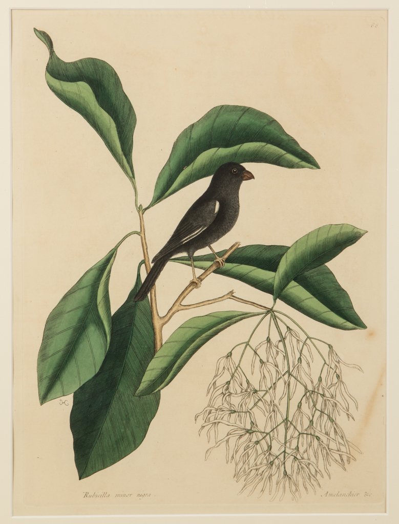 AFTER MARK CATESBY (BRITISH-AMERICAN, 1682-1749): AFTER MARK CATESBY (BRITISH-AMERICAN, 1682-1749) NATURAL HISTORY PRINT, hand-colored engraving on paper, plate 68 "Rubicilla minor nigra", "The Black Bullfinch", from "The Natural History of Carolina,