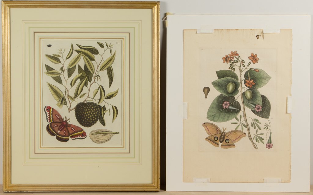 AFTER MARK CATESBY (BRITISH-AMERICAN, 1682-1749): AFTER MARK CATESBY (BRITISH-AMERICAN, 1682-1749) NATURAL HISTORY PRINTS, LOT OF TWO, hand-colored engraving on paper (each), plates 86 and 9, depicting butterflies/moths, from "The Natural History of