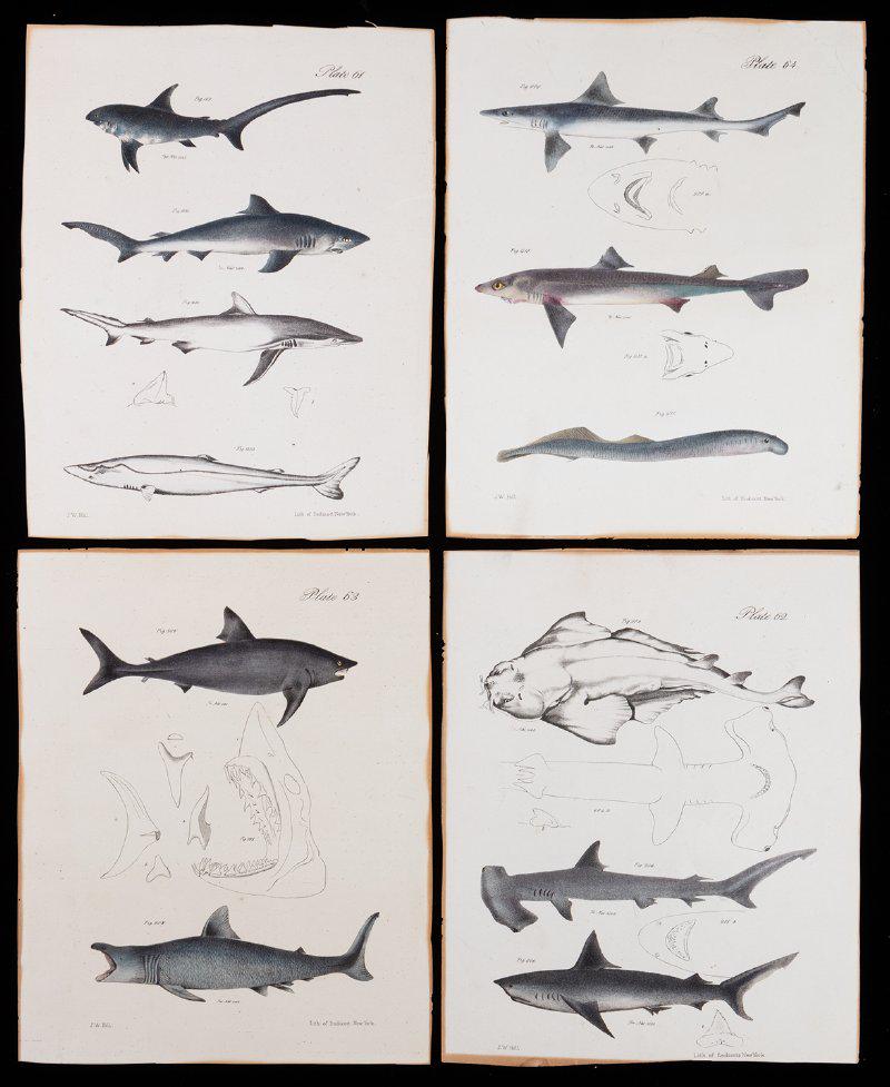 Four (4) Rare, Vintage Original, Hand Tinted, J.W. Hill: Four (4) Rare, Vintage Original, Hand Tinted, J.W. Hill Engravings of Sharks ca. 1840. J.W. Hill Lithographs located in Endicott, New York proved one of the premier lithographers of taxonomic illustra