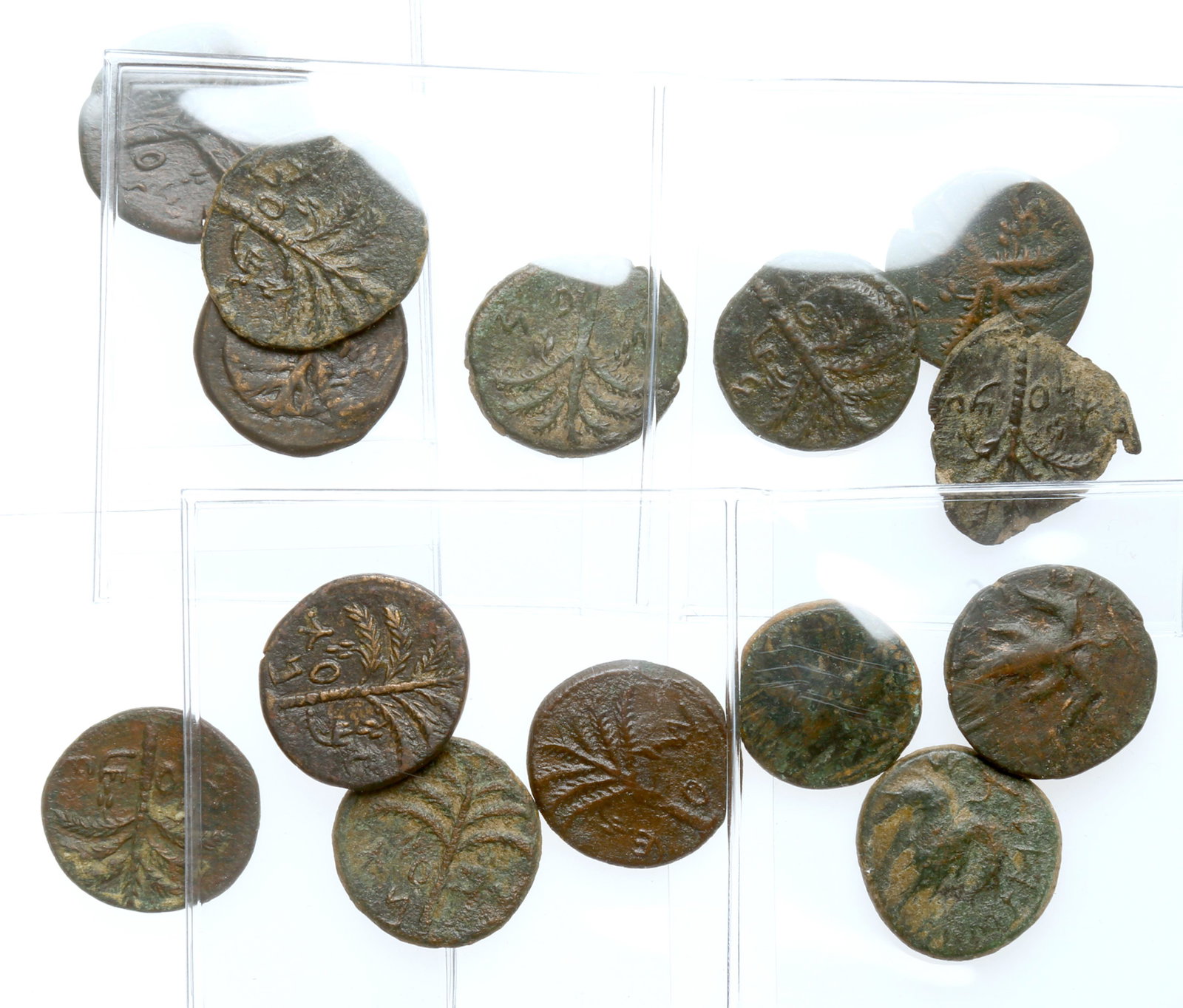 14-piece lot of Judaean Bar Kochba Middle Bronzes (AE: 14-piece lot of Judaean Bar Kochba Middle Bronzes (AE 24) AD 132-135. Popularly known as "Shimon's". Consists of Year 2 and Year 3 (Undated). All nice and clear. Very Fine and uncleaned. A very nice l