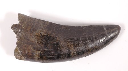 T-Rex Tooth Juvenile 1.75 Inches: T-Rex Tooth Juvenile 1.75 Inches. This complete T-Rex tooth is 1.75 inches long.75 inch wide and rather thick for its size, has sharp squared serrations which define it as a T-Rex, and even shows a sl