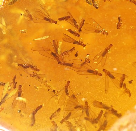 Winged Termites and Twigs in Colombian Amber: Winged Termites and Twigs in Colombian Amber. Amber is the fossilized tree resin. Some trees produce resins to help heal breaks and gashes. Occasionally insects become trapped in the sticky amber and 