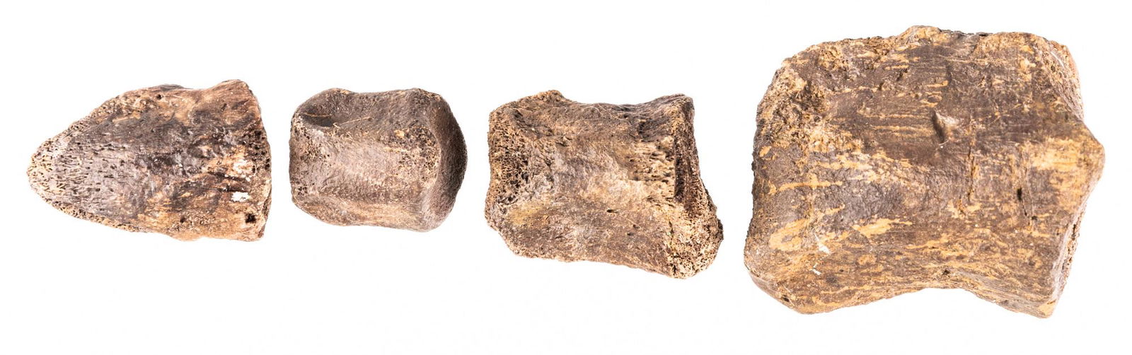 Thescelosaurus Dinosaur Foot Claw with Three Phalanges (1 of 1)