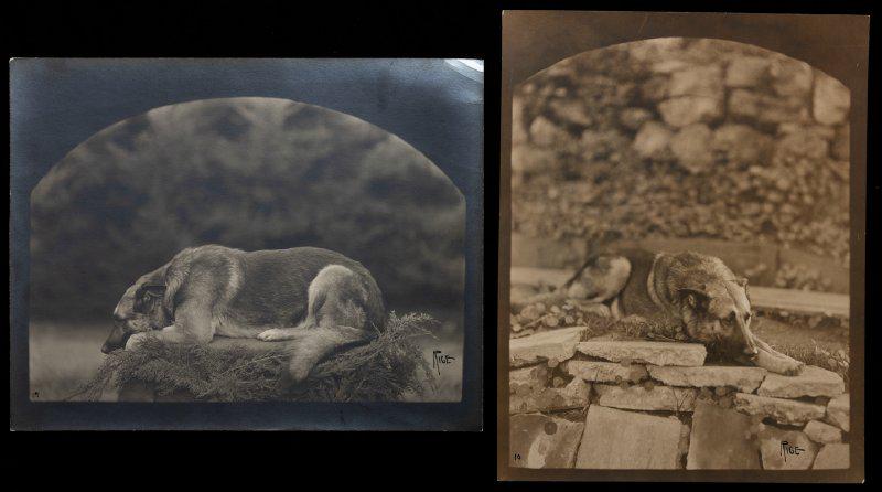 Rin-Tin-Tin: Rare Pair of Silver Nitrate Photos of the Original Hero/Screen Star German Shephard Who (1 of 1)