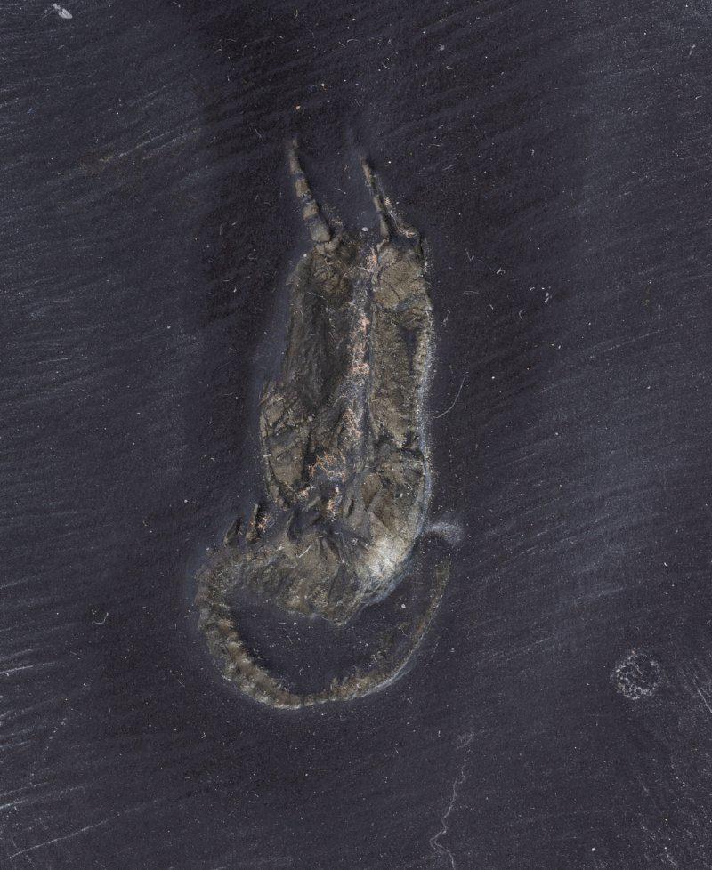 Rare Complete 375 Million Year Old Rhenocystis Carpoid: Rare Complete 375 Million Year Old Rhenocystis Carpoid. Carpoids are extinct members of the echinoderm phylum of which starfish and sea urchins are members. Rhenocystis latipunculata is known as the m