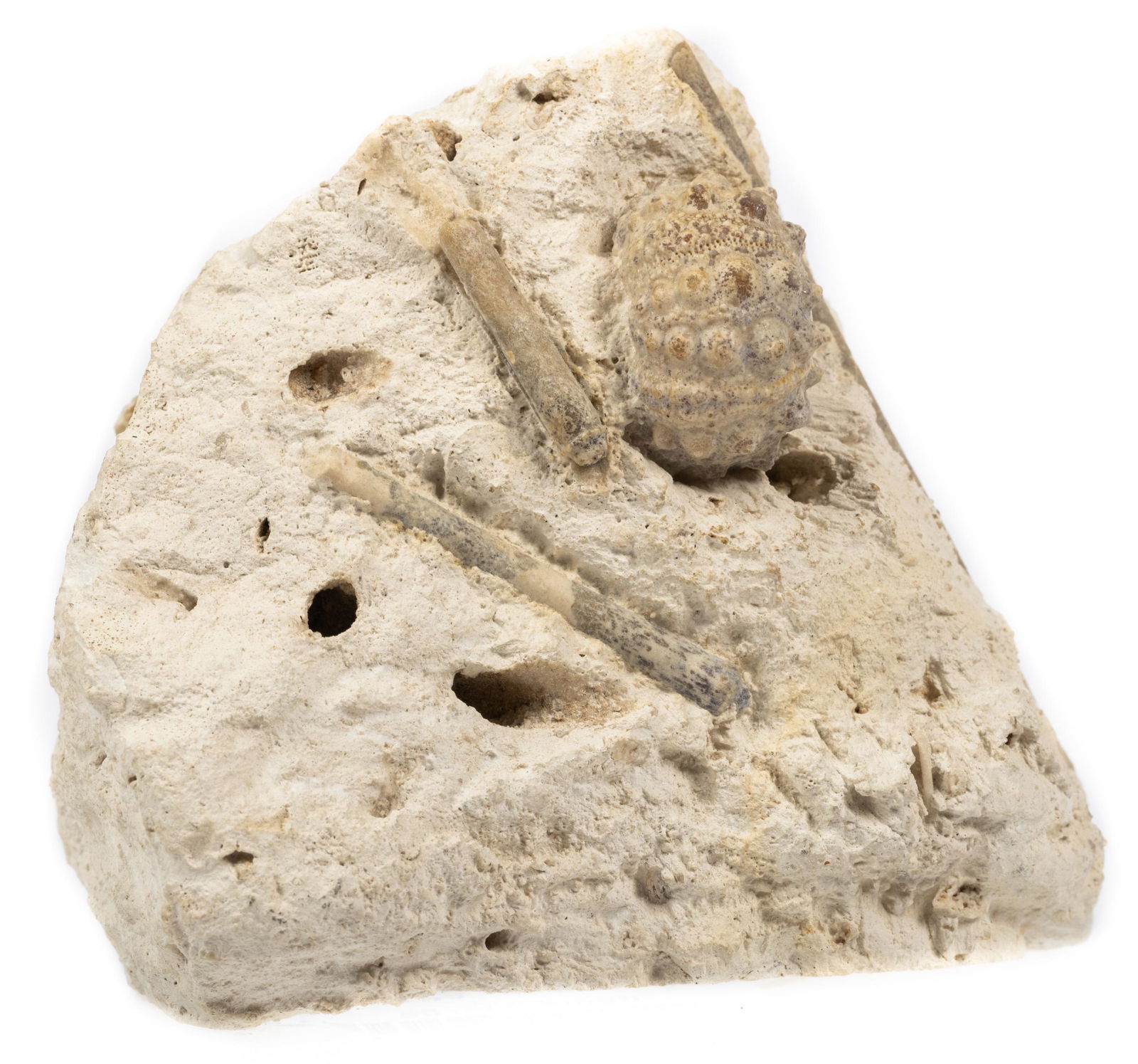 165 Million Year Old Sea Urchin with Three Original Spines (1 of 1)