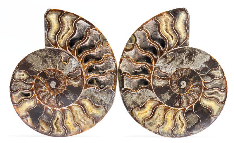 Large Colorful Ammonite Cut Pair (1 of 1)