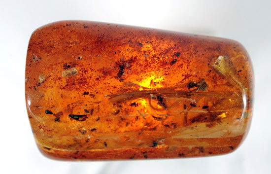 Three Fossil Feathers and Insects in Amber: Three Fossil Feathers and Insects in Amber. This large 2.75 x 1.75 inch clear and loaded amber nugget contains three large bird feathers that are joined together in a long 1.6 inches grouping. Bird fe